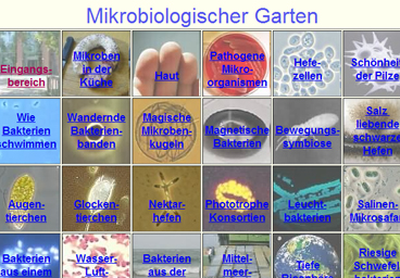VAAM Mikrobe des Jahres VAAM Mikrobe des Jahres