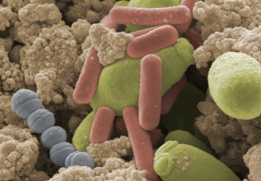 VAAM Mikrobe des Jahres