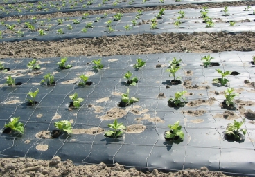 VAAM Mikrobe des Jahres VAAM Mikrobe des Jahres