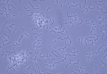 VAAM Mikrobe des Jahres VAAM Mikrobe des Jahres