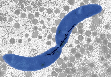 VAAM Mikrobe des Jahres 2019 VAAM Mikrobe des Jahres 2019
