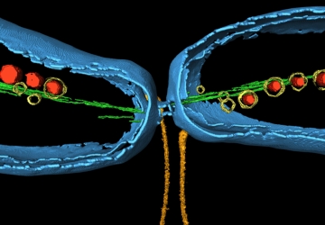 VAAM Mikrobe des Jahres 2019 VAAM Mikrobe des Jahres 2019