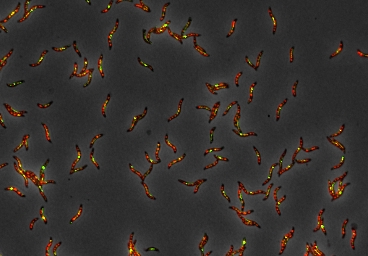 VAAM Mikrobe des Jahres 2019 VAAM Mikrobe des Jahres 2019